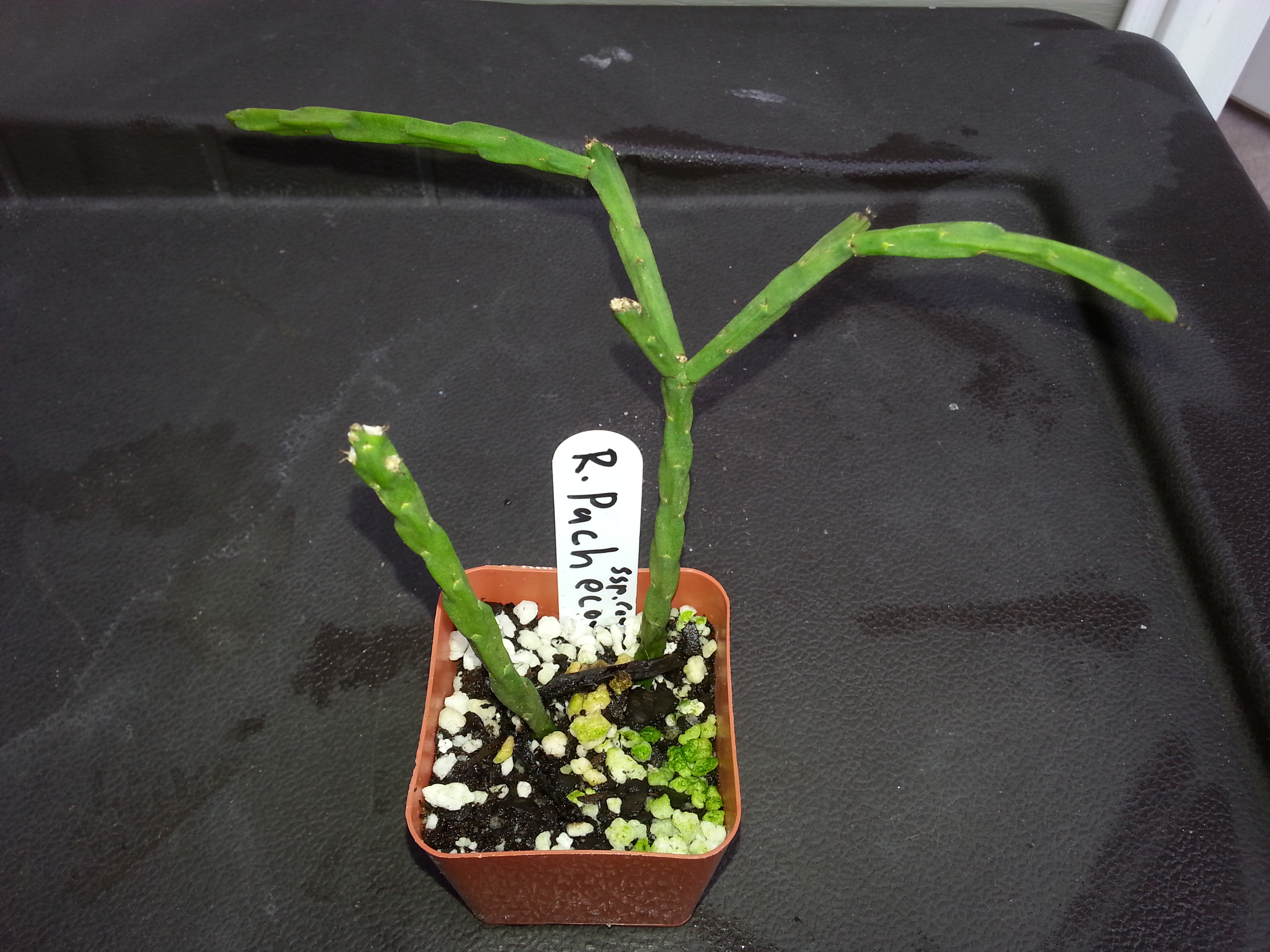 http://www.cloudjungle.com/cloudjungle/Cactaceae/Rhipsalis/Rhipsalis pacheco-leonis ssp catenulata.jpg